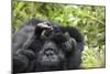 Africa, Rwanda, Volcanoes National Park. Female mountain gorilla cuddling its young.-Ellen Goff-Mounted Photographic Print