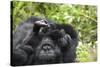 Africa, Rwanda, Volcanoes National Park. Female mountain gorilla cuddling its young.-Ellen Goff-Stretched Canvas