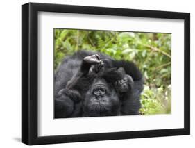 Africa, Rwanda, Volcanoes National Park. Female mountain gorilla cuddling its young.-Ellen Goff-Framed Photographic Print