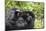 Africa, Rwanda, Volcanoes National Park. Female mountain gorilla cuddling its young.-Ellen Goff-Mounted Photographic Print