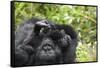 Africa, Rwanda, Volcanoes National Park. Female mountain gorilla cuddling its young.-Ellen Goff-Framed Stretched Canvas