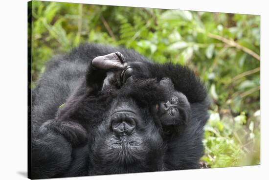 Africa, Rwanda, Volcanoes National Park. Female mountain gorilla cuddling its young.-Ellen Goff-Stretched Canvas