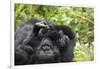 Africa, Rwanda, Volcanoes National Park. Female mountain gorilla cuddling its young.-Ellen Goff-Framed Photographic Print