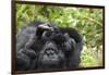 Africa, Rwanda, Volcanoes National Park. Female mountain gorilla cuddling its young.-Ellen Goff-Framed Photographic Print