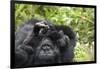 Africa, Rwanda, Volcanoes National Park. Female mountain gorilla cuddling its young.-Ellen Goff-Framed Photographic Print