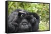 Africa, Rwanda, Volcanoes National Park. Female mountain gorilla cuddling its young.-Ellen Goff-Framed Stretched Canvas