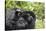 Africa, Rwanda, Volcanoes National Park. Female mountain gorilla cuddling its young.-Ellen Goff-Stretched Canvas