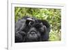 Africa, Rwanda, Volcanoes National Park. Female mountain gorilla cuddling its young.-Ellen Goff-Framed Photographic Print