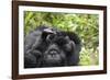 Africa, Rwanda, Volcanoes National Park. Female mountain gorilla cuddling its young.-Ellen Goff-Framed Photographic Print