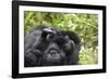 Africa, Rwanda, Volcanoes National Park. Female mountain gorilla cuddling its young.-Ellen Goff-Framed Photographic Print