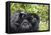 Africa, Rwanda, Volcanoes National Park. Female mountain gorilla cuddling its young.-Ellen Goff-Framed Stretched Canvas