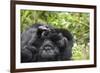 Africa, Rwanda, Volcanoes National Park. Female mountain gorilla cuddling its young.-Ellen Goff-Framed Photographic Print