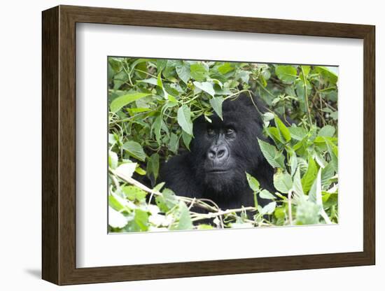 Africa, Rwanda, Volcanoes National Park. Female mountain gorilla looking through thick foliage.-Ellen Goff-Framed Photographic Print