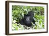 Africa, Rwanda, Volcanoes National Park. Female mountain gorilla looking through thick foliage.-Ellen Goff-Framed Photographic Print