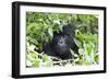 Africa, Rwanda, Volcanoes National Park. Female mountain gorilla looking through thick foliage.-Ellen Goff-Framed Photographic Print