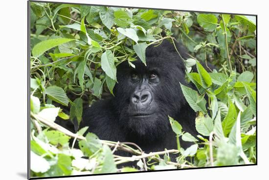 Africa, Rwanda, Volcanoes National Park. Female mountain gorilla looking through thick foliage.-Ellen Goff-Mounted Photographic Print