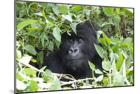 Africa, Rwanda, Volcanoes National Park. Female mountain gorilla looking through thick foliage.-Ellen Goff-Mounted Photographic Print