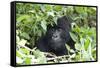 Africa, Rwanda, Volcanoes National Park. Female mountain gorilla looking through thick foliage.-Ellen Goff-Framed Stretched Canvas