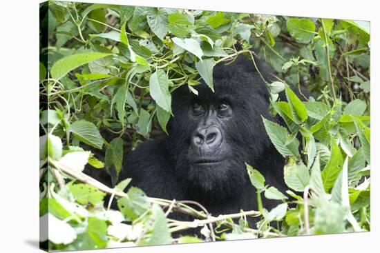 Africa, Rwanda, Volcanoes National Park. Female mountain gorilla looking through thick foliage.-Ellen Goff-Stretched Canvas