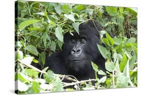 Africa, Rwanda, Volcanoes National Park. Female mountain gorilla looking through thick foliage.-Ellen Goff-Stretched Canvas