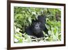 Africa, Rwanda, Volcanoes National Park. Female mountain gorilla looking through thick foliage.-Ellen Goff-Framed Photographic Print