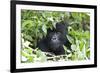 Africa, Rwanda, Volcanoes National Park. Female mountain gorilla looking through thick foliage.-Ellen Goff-Framed Photographic Print