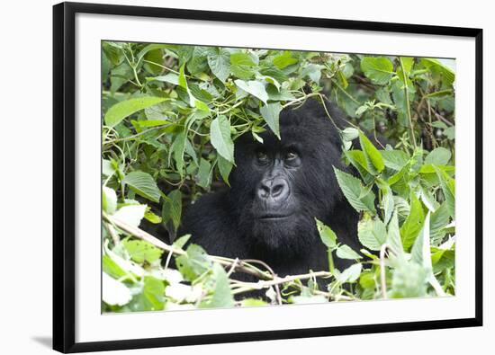 Africa, Rwanda, Volcanoes National Park. Female mountain gorilla looking through thick foliage.-Ellen Goff-Framed Photographic Print