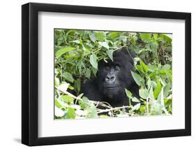 Africa, Rwanda, Volcanoes National Park. Female mountain gorilla looking through thick foliage.-Ellen Goff-Framed Premium Photographic Print