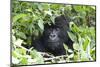 Africa, Rwanda, Volcanoes National Park. Female mountain gorilla looking through thick foliage.-Ellen Goff-Mounted Premium Photographic Print