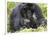 Africa, Rwanda, Volcanoes National Park. Female mountain gorilla with her young.-Ellen Goff-Framed Photographic Print