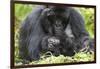 Africa, Rwanda, Volcanoes National Park. Female mountain gorilla with her young.-Ellen Goff-Framed Photographic Print