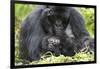 Africa, Rwanda, Volcanoes National Park. Female mountain gorilla with her young.-Ellen Goff-Framed Photographic Print