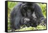 Africa, Rwanda, Volcanoes National Park. Female mountain gorilla with her young.-Ellen Goff-Framed Stretched Canvas