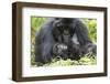 Africa, Rwanda, Volcanoes National Park. Female mountain gorilla with her young.-Ellen Goff-Framed Photographic Print