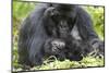 Africa, Rwanda, Volcanoes National Park. Female mountain gorilla with her young.-Ellen Goff-Mounted Photographic Print