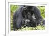 Africa, Rwanda, Volcanoes National Park. Female mountain gorilla with her young.-Ellen Goff-Framed Photographic Print