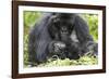 Africa, Rwanda, Volcanoes National Park. Female mountain gorilla with her young.-Ellen Goff-Framed Photographic Print