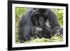 Africa, Rwanda, Volcanoes National Park. Female mountain gorilla with her young.-Ellen Goff-Framed Photographic Print