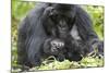 Africa, Rwanda, Volcanoes National Park. Female mountain gorilla with her young.-Ellen Goff-Mounted Photographic Print