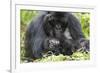 Africa, Rwanda, Volcanoes National Park. Female mountain gorilla with her young.-Ellen Goff-Framed Photographic Print