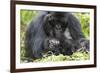 Africa, Rwanda, Volcanoes National Park. Female mountain gorilla with her young.-Ellen Goff-Framed Photographic Print