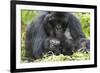 Africa, Rwanda, Volcanoes National Park. Female mountain gorilla with her young.-Ellen Goff-Framed Photographic Print