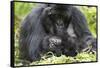 Africa, Rwanda, Volcanoes National Park. Female mountain gorilla with her young.-Ellen Goff-Framed Stretched Canvas