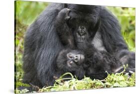 Africa, Rwanda, Volcanoes National Park. Female mountain gorilla with her young.-Ellen Goff-Stretched Canvas