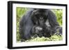 Africa, Rwanda, Volcanoes National Park. Female mountain gorilla with her young.-Ellen Goff-Framed Photographic Print