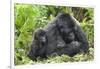 Africa, Rwanda, Volcanoes National Park. Female mountain gorilla with young by her side.-Ellen Goff-Framed Photographic Print