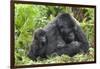 Africa, Rwanda, Volcanoes National Park. Female mountain gorilla with young by her side.-Ellen Goff-Framed Photographic Print