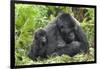 Africa, Rwanda, Volcanoes National Park. Female mountain gorilla with young by her side.-Ellen Goff-Framed Photographic Print