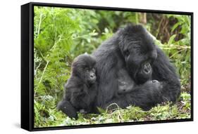 Africa, Rwanda, Volcanoes National Park. Female mountain gorilla with young by her side.-Ellen Goff-Framed Stretched Canvas