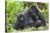 Africa, Rwanda, Volcanoes National Park. Female mountain gorilla with young by her side.-Ellen Goff-Stretched Canvas